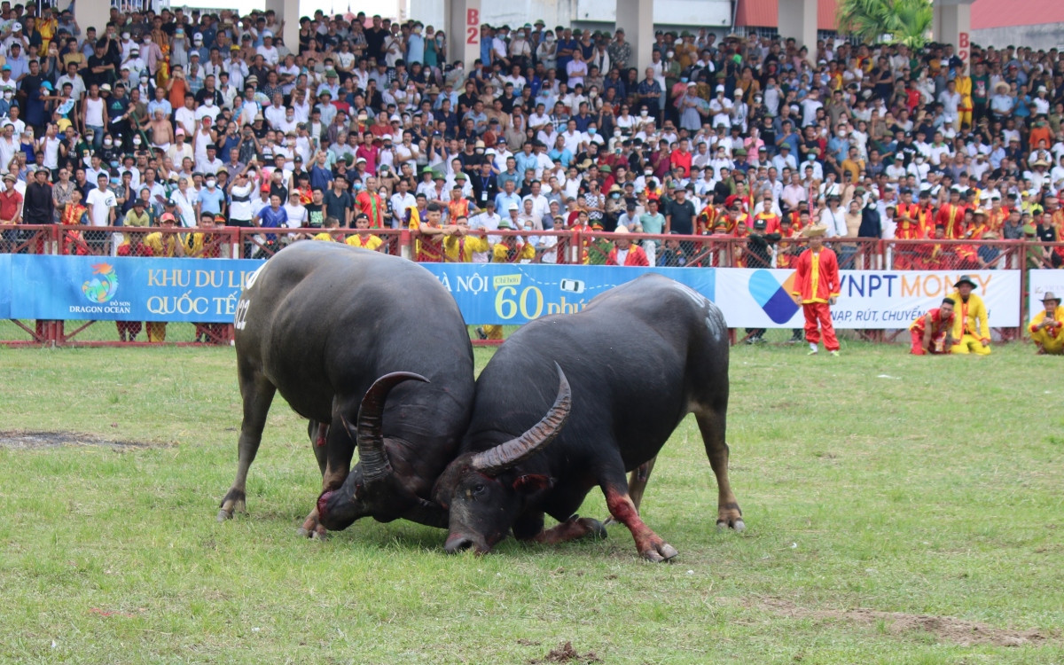 Ceremonia de izamiento de la bandera, inauguración del tradicional festival de lucha de búfalos Do Son 2024