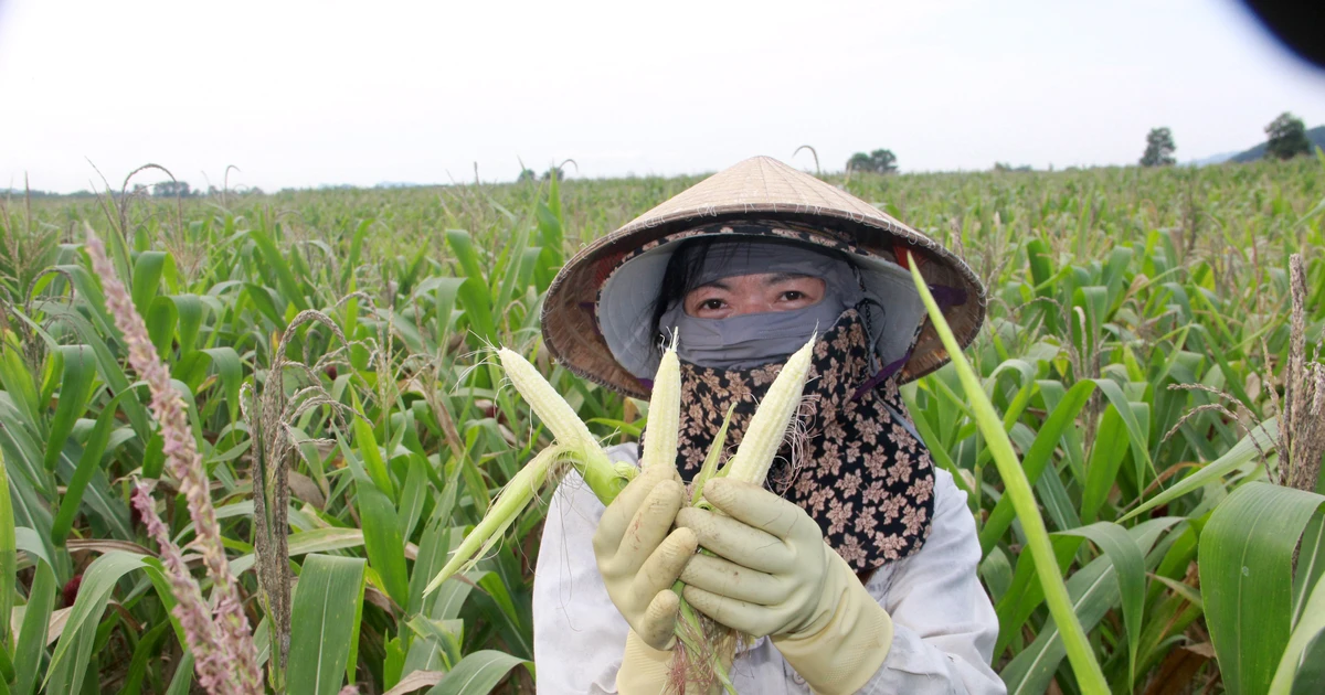 Hàng trăm héc-ta ngô ở huyện Tân Kỳ không có hạt vì hạn nặng