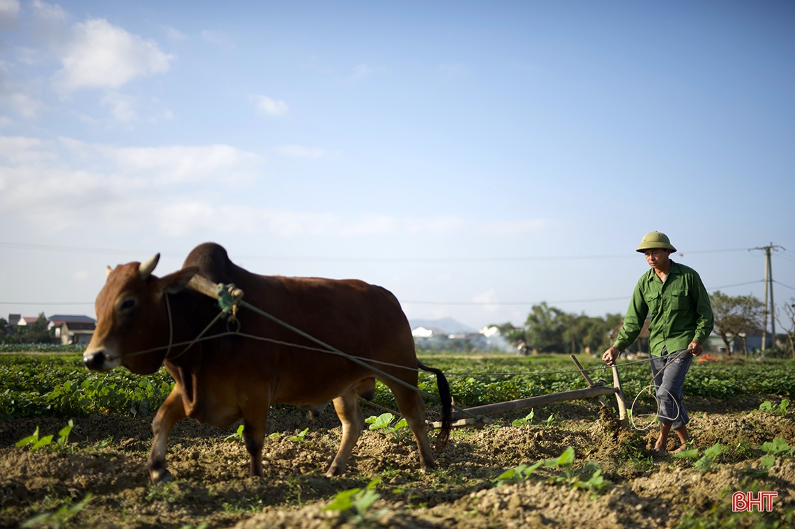 Vegetable farmers in Ky Anh town expect a good harvest and good price for Tet