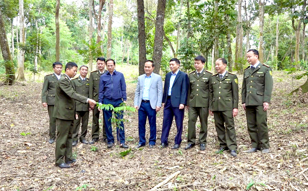 Đồng chí Phó Chủ tịch UBND tỉnh Hoàng Việt Phương kiểm tra công trình làm giàu rừng tại Sơn Dương ​