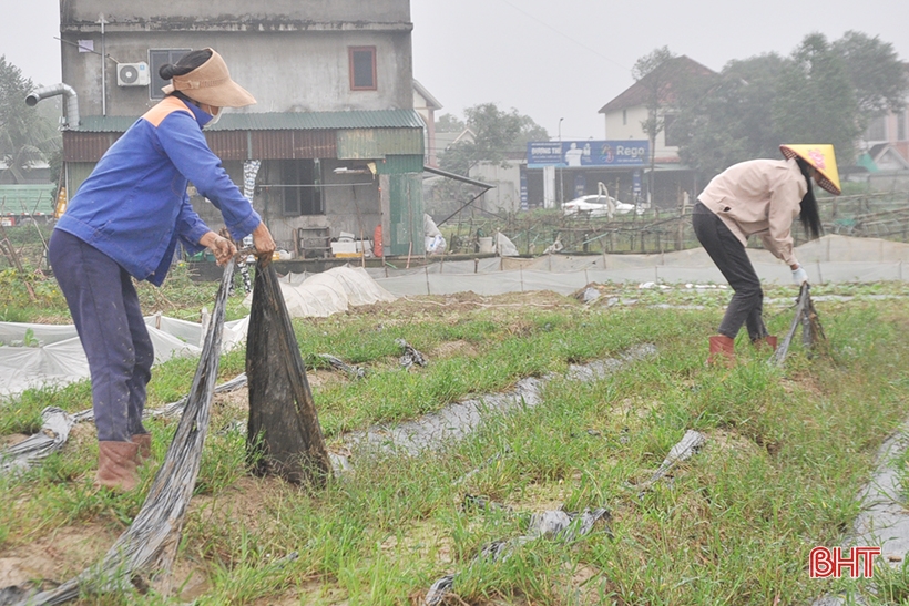 Localidades de Ha Tinh aceleran la producción de cultivos de invierno