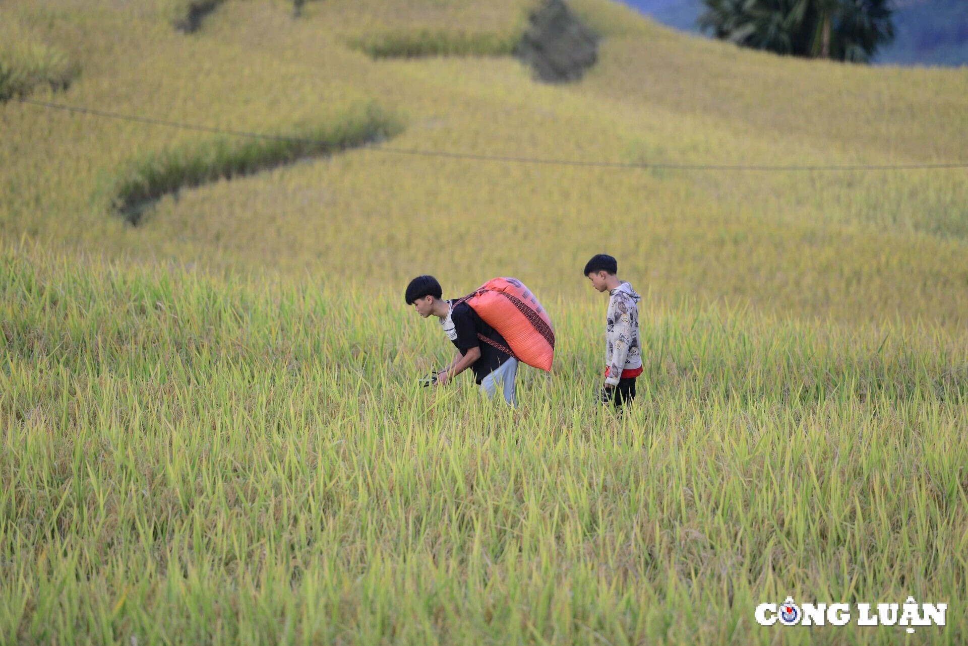 ម្ដាយ​និង​កូន​រីករាយ​នឹង​វាល​ស្រែ​ពណ៌​មាស​នៅ​តំបន់​ដាច់​ស្រយាល​នៃ​ខេត្ត Ha Giang រូបភាព ៨