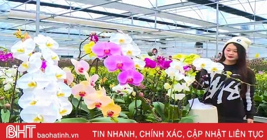 Chiêm ngưỡng vườn lan hồ điệp khoe sắc chào Xuân mới