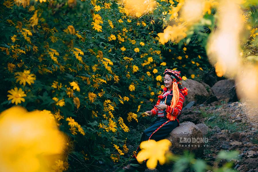 A young woman in Ha Nhi ethnic costume checks in with the yellow color of wild sunflowers in the Far West.