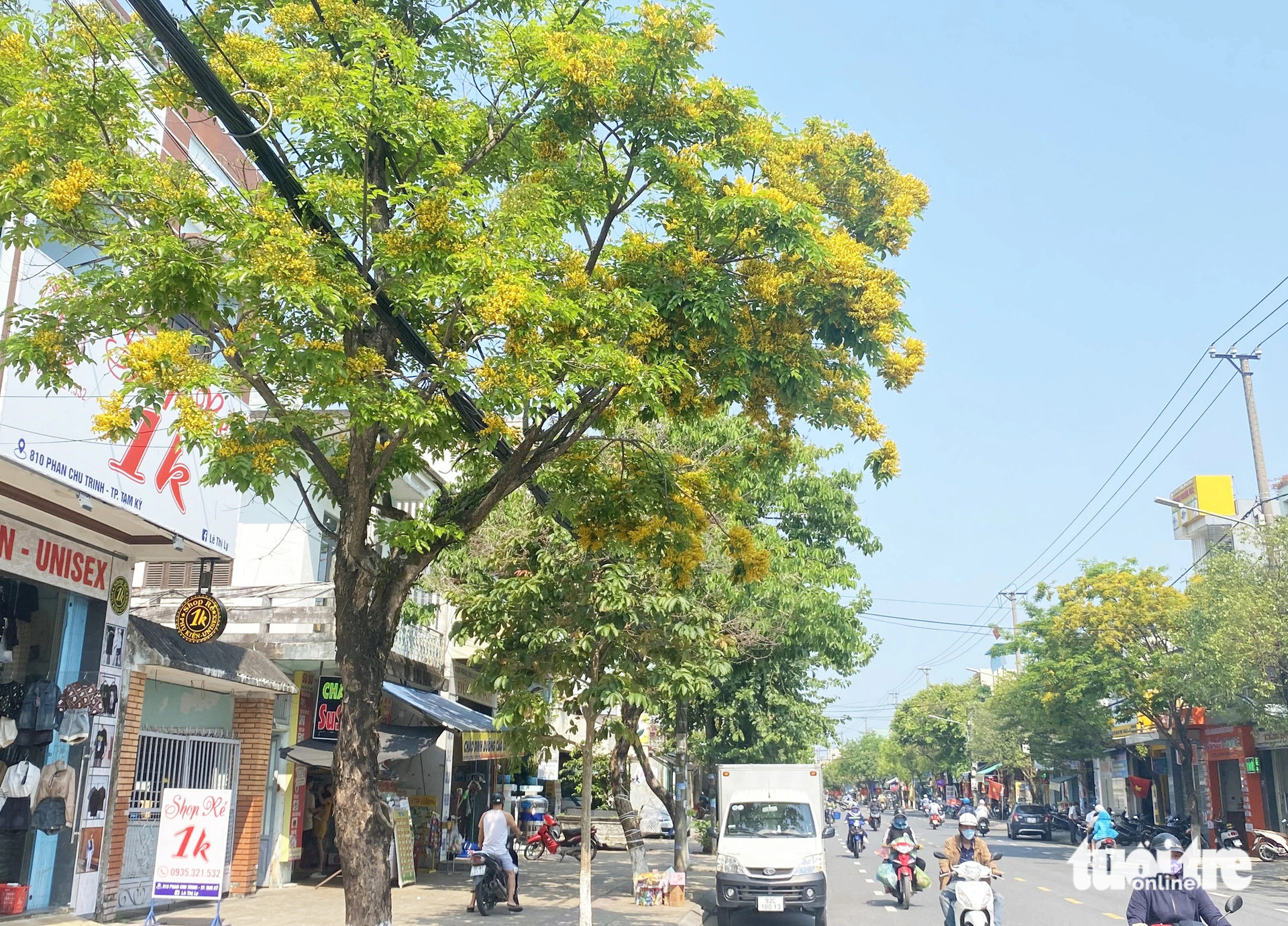 Sưa nở vàng ở đường Phan Châu Trinh 