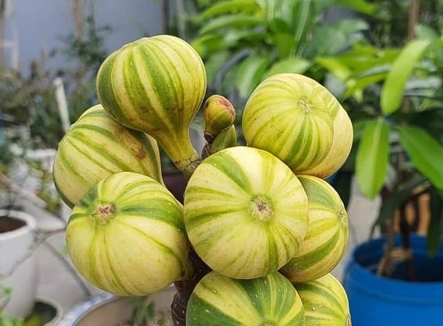 Close-up kebun buah 'unik' di Binh Duong foto 8