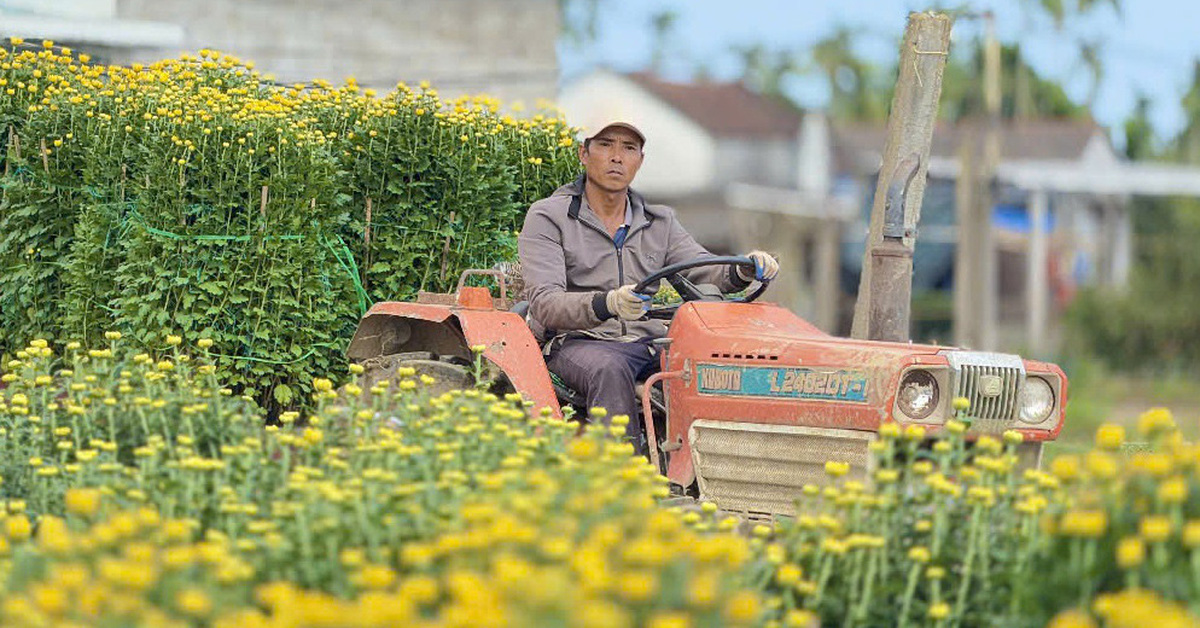 Tet chrysanthemums មានពណ៌លឿងភ្លឺនៅក្នុងភូមិនៅតាមច្រាំងទន្លេ Ve ។