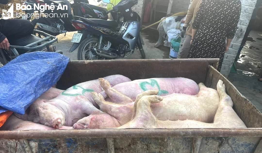 Discovered a subject transporting dead pigs of unknown origin in Dien Chau