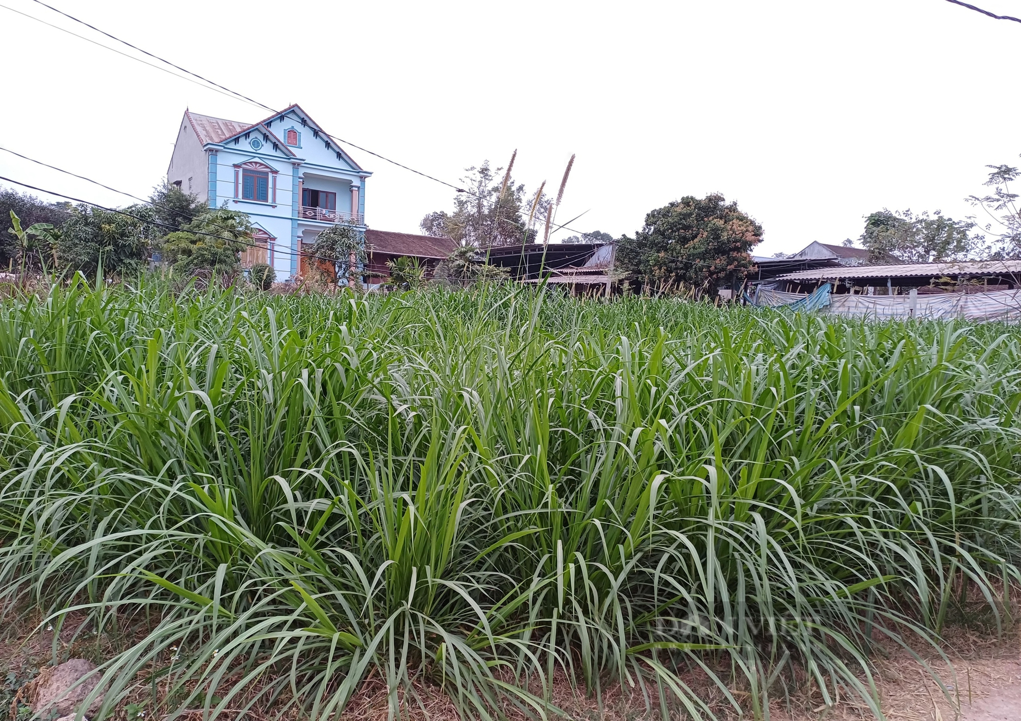 Giá bò thịt xuống thấp, HTX này ở Thái Nguyên chế biến ra nhiều sản phẩm chất lượng đạt chuẩn OCOP - Ảnh 4.