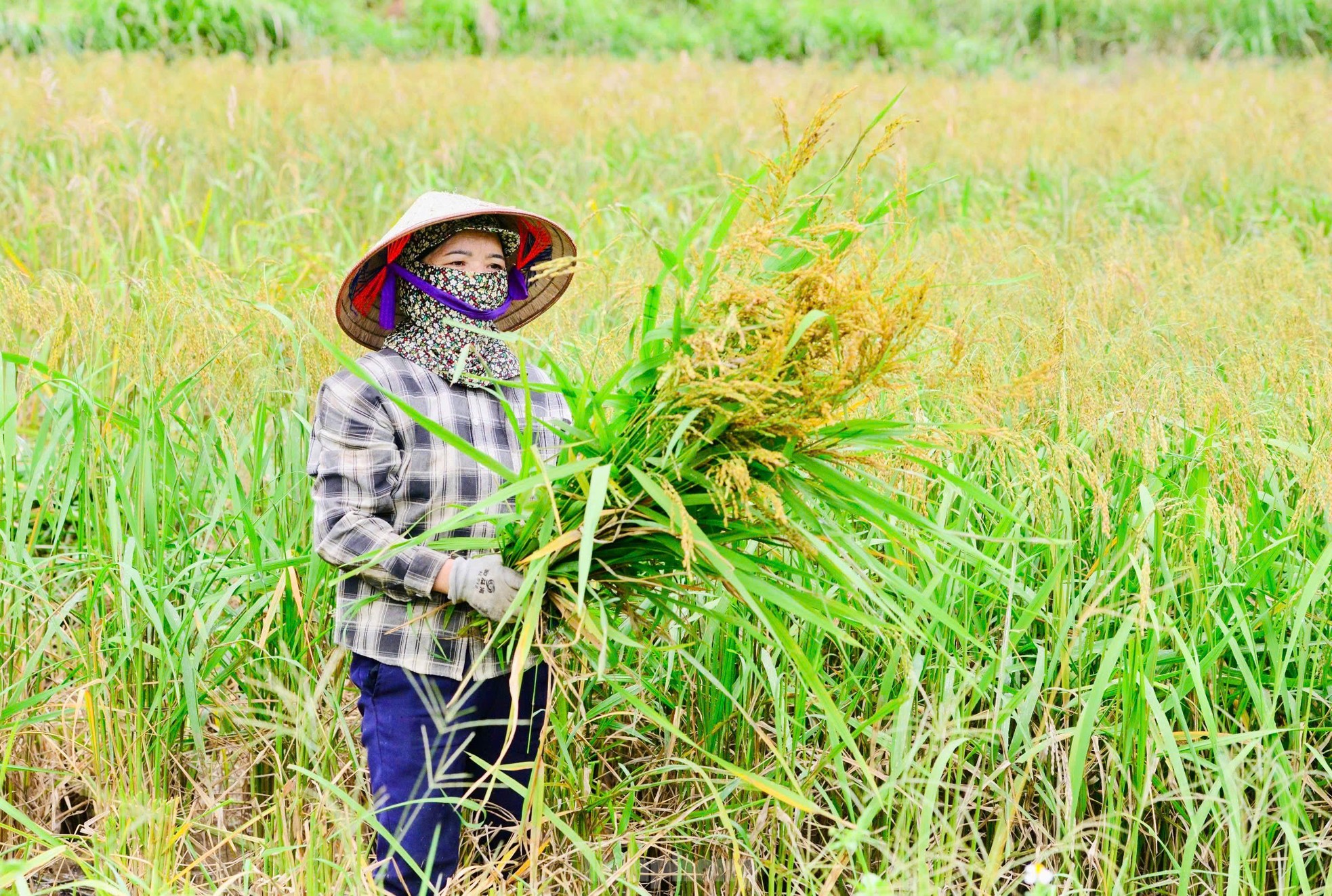 Mê mẩn khung cảnh tuyệt đẹp ở chân núi Tây Côn Lĩnh ảnh 9