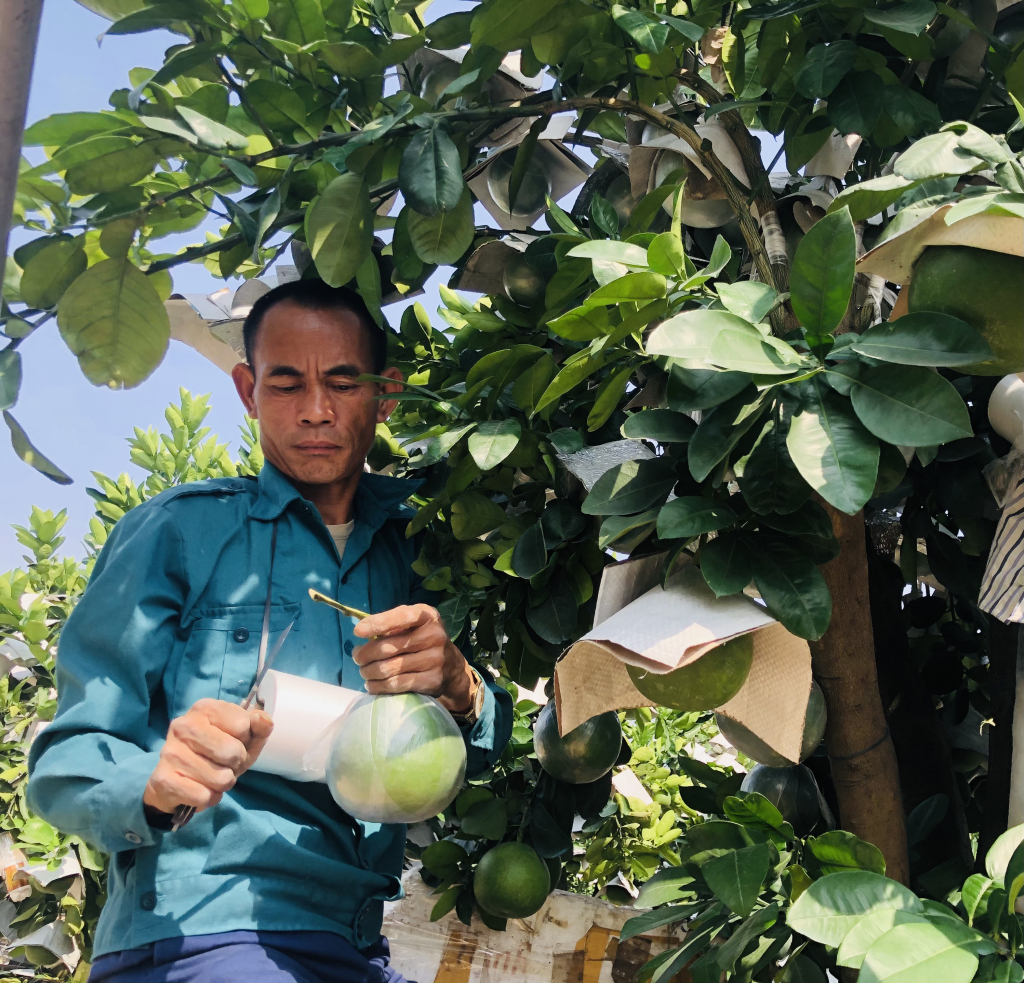 Nông dân thị trấn Văn Giang ghép quả vào cây bưởi cảnh