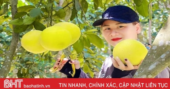 Bưởi Phúc Trạch mang về cho người dân Hương Khê gần 590 tỷ đồng