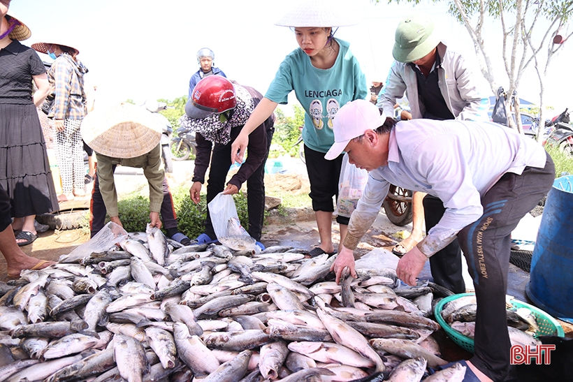 สาเหตุของการตายของปลาในแม่น้ำเหงียนกว่า 50 ตันนั้นชัดเจน