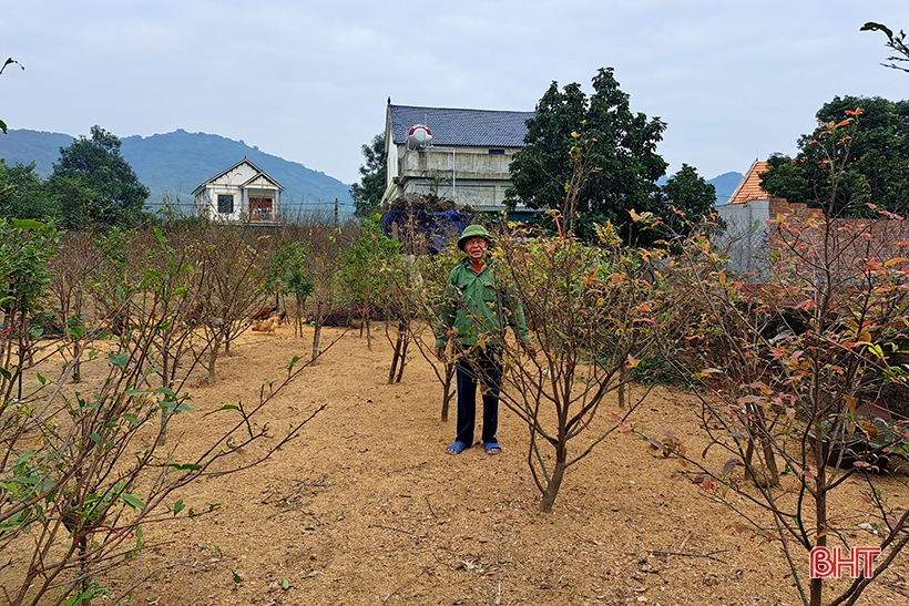 Admirando el jardín de albaricoques amarillos se espera ganar casi 500 millones de dongs del viejo agricultor Nghi Xuan