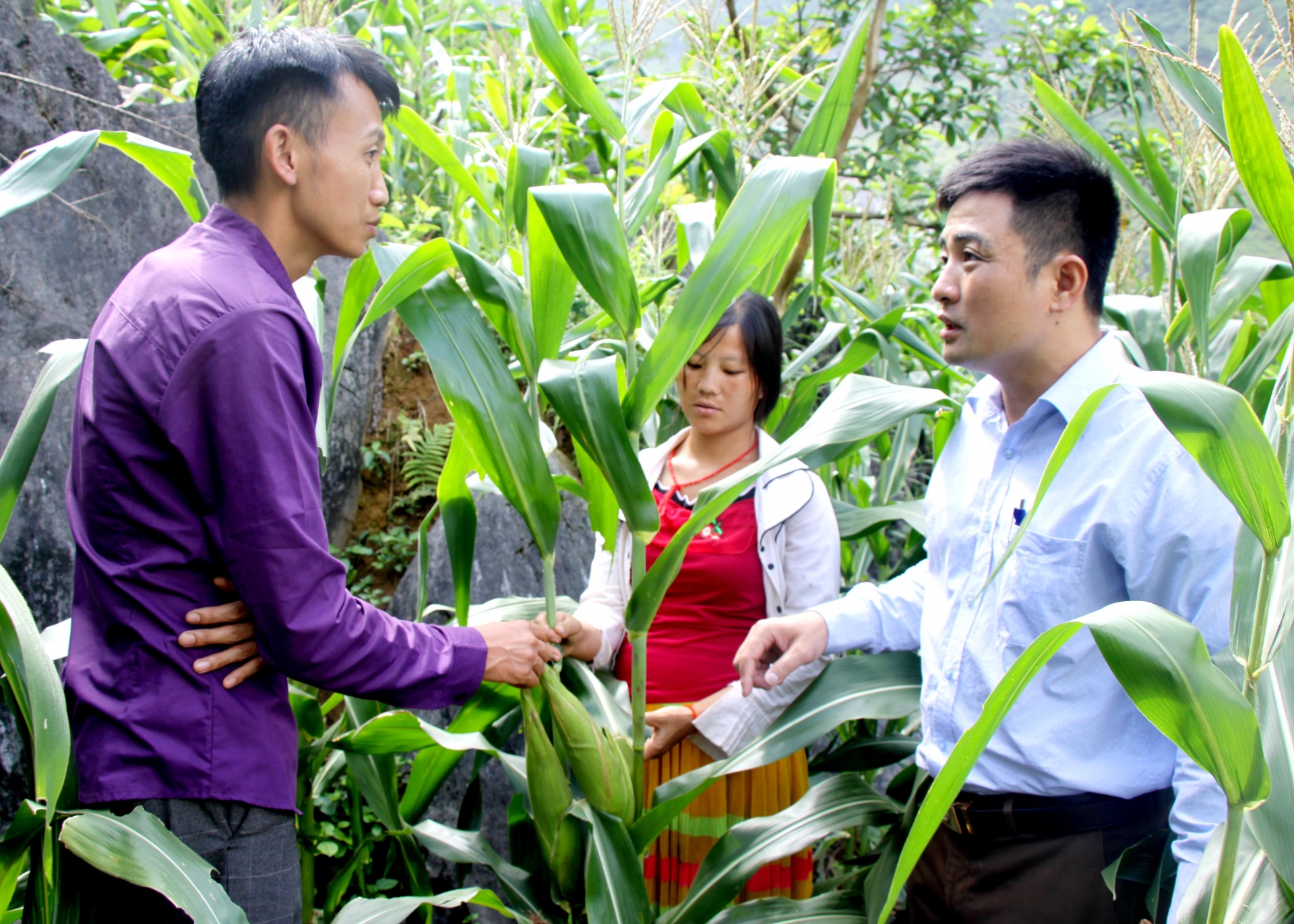 ปัจจุบันข้าวโพดยังคงเป็นพืชผลหลักของตำบลแคนตี
