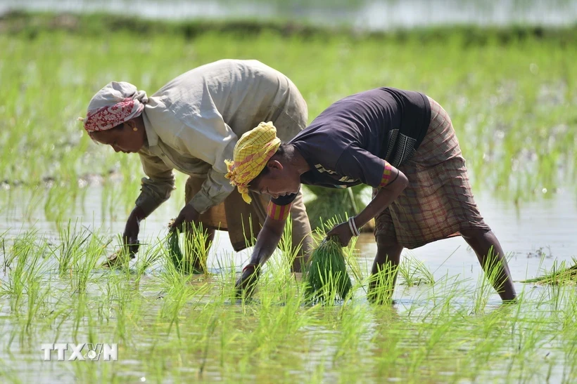 Des agriculteurs plantent du riz dans un champ à Nagaon, dans l'État d'Assam, en Inde. Photo : THX/TTXVN