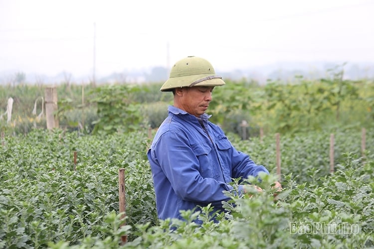 Làng hoa Tiên Du hối hả vào vụ Tết