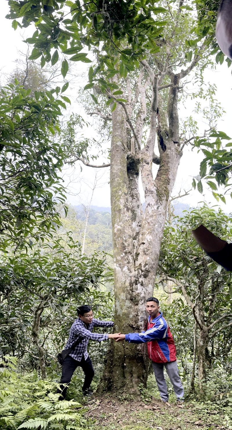 Der alte Teebaum im Dorf Lung Tao, Gemeinde Cao Bo (Vi Xuyen), weist trockene Äste und Pilzbefall am Stamm auf.