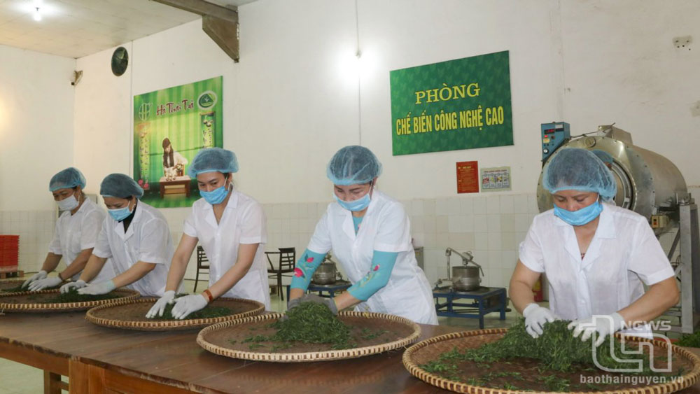 Die Ha Thai Tea Joint Stock Company ist eines der Unternehmen, das in Thai Nguyen aktiv in die Landwirtschaft investiert. Die Produkte des Unternehmens sind auf vielen Inlandsmärkten vertreten.