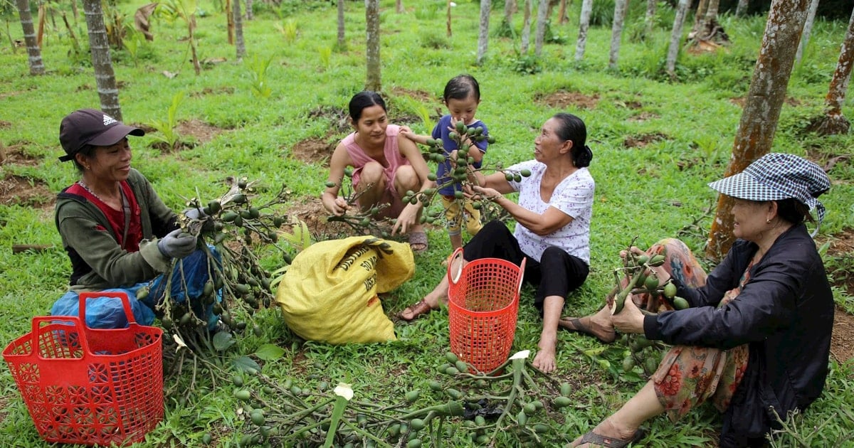 Kinh tế Tiên Phước đạt kết quả ấn tượng