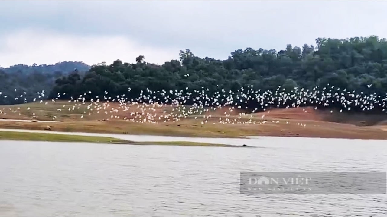 Hà Tĩnh: Hàng vạn con cò trắng tự nhiên bay dập dìu, chao lượn rợp cả vùng trời ở lòng hồ Kẻ Gỗ - Ảnh 1.