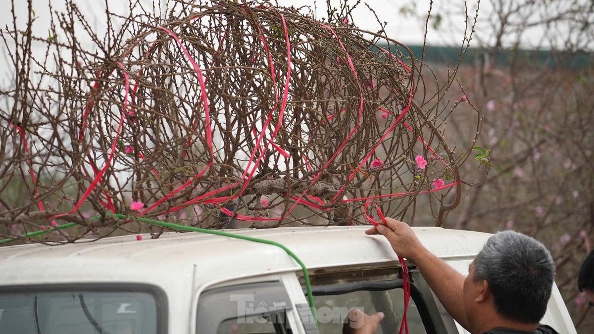 Hanoi: Las flores de durazno de Nhat Tan aumentan drásticamente de precio, incluso con millones de dongs, todavía es difícil comprarlas. Foto 8