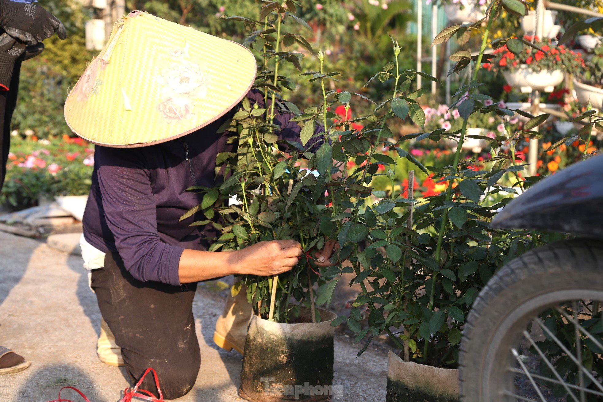 Mưu sinh ở làng hoa mong Tết ấm ảnh 5