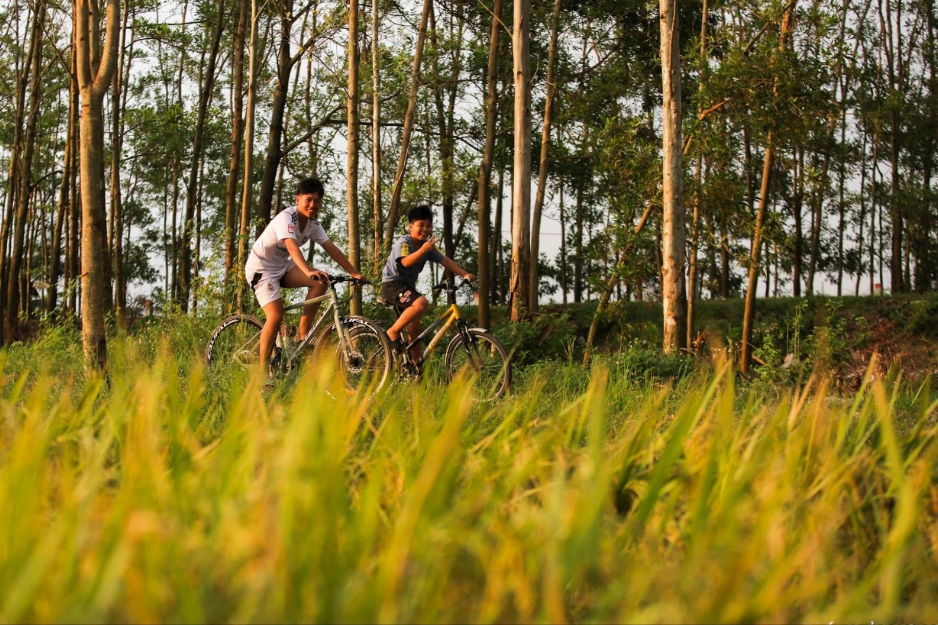 Des rizières d'une beauté fascinante à Hai Duong