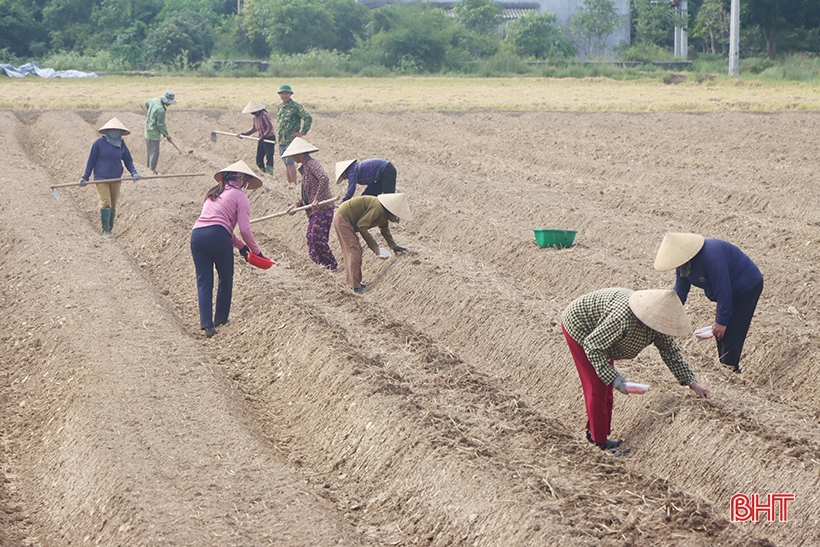 Ha Tinh inicia la producción de cultivos de invierno en 2023