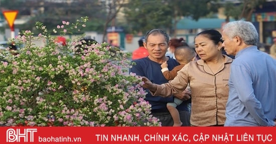 Una variedad de flores y plantas ornamentales para abastecer el mercado de Tet en Ha Tinh