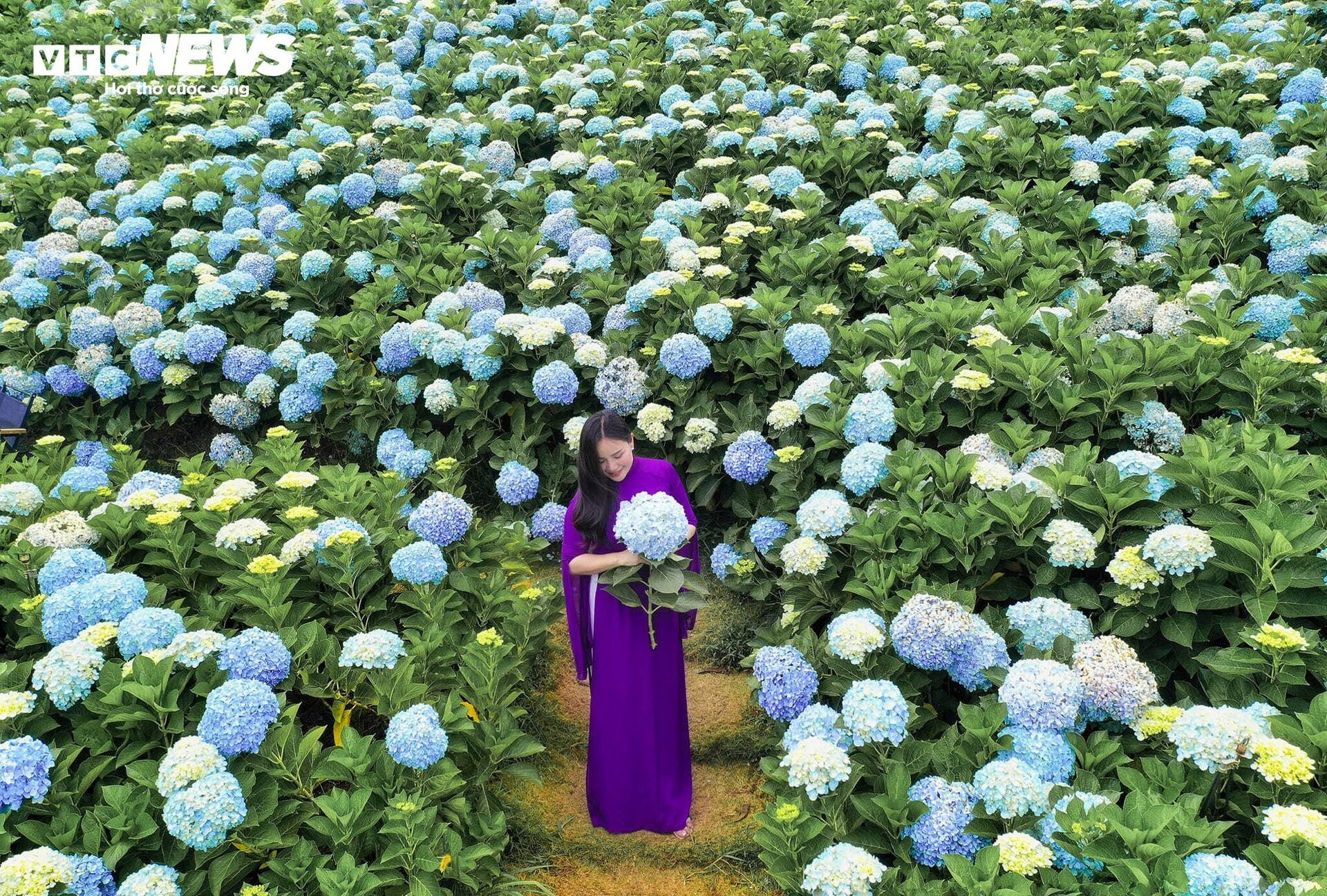 Fascinado por el campo de hortensias de 3.000 m2 en Da Lat, tan hermoso como un cuento de hadas - 6