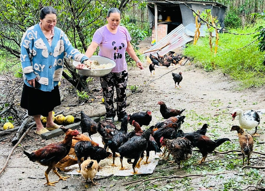 chi-hoang-thi-sao-bia-trai-lang-mong-xa-ya-hoi-huyen-dak-po-cham-soc-dan-ga-cua-gia-dinh-anh-dinh-yen.jpg