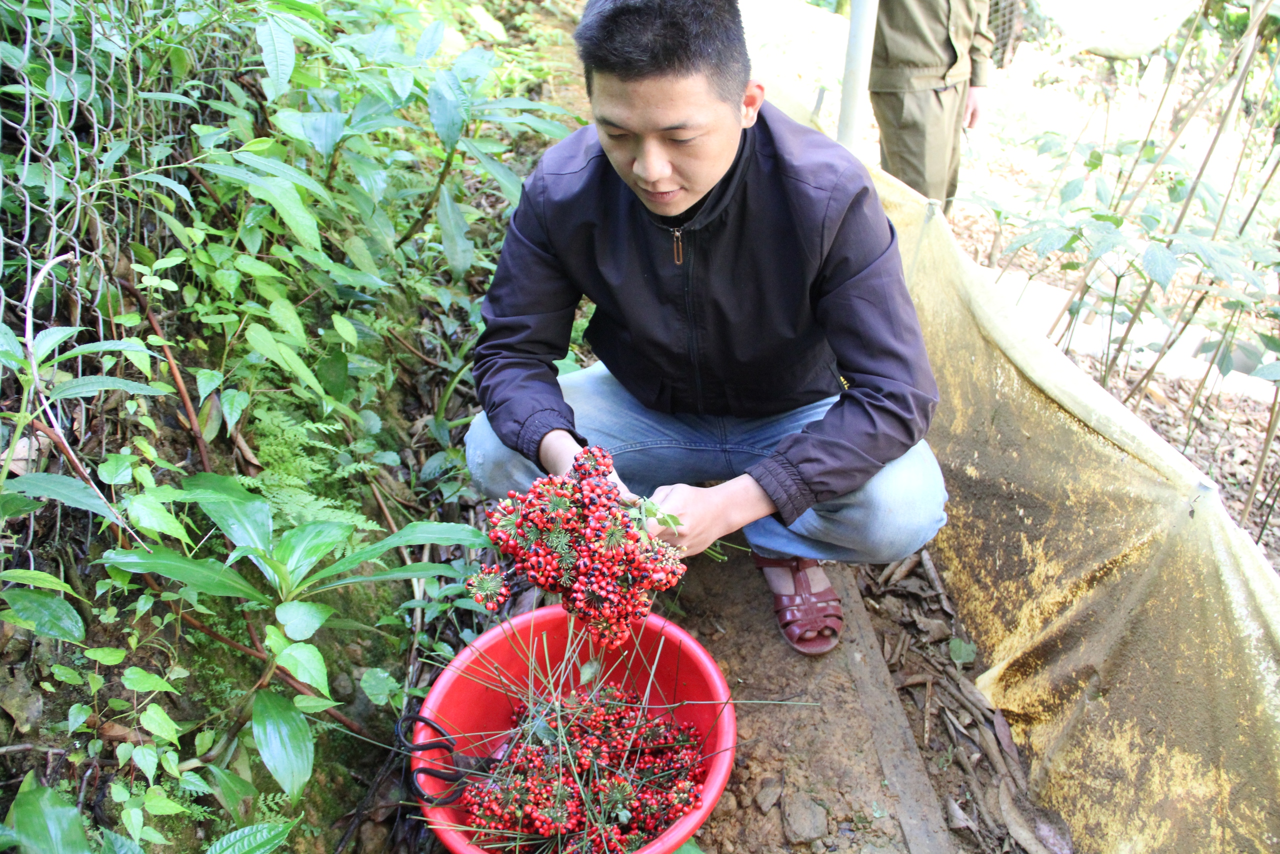 Lên đỉnh Ngọc Linh xem thu hoạch loại hạt 'tiền tỉ'- Ảnh 11.