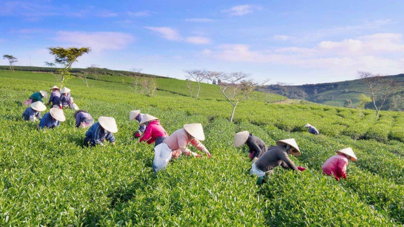 Vast tea fields in B'Lao land.