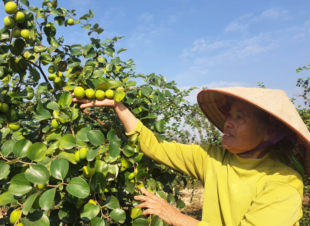 កសិករនៅសង្កាត់ Bac Son ទីក្រុង Uong Bi ប្រមូលផលកសិផល។