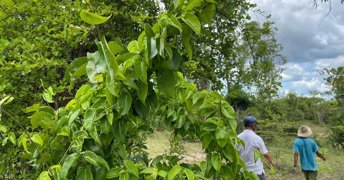 Delicias únicas del pueblo Jrai hechas con la planta de hojas de giang