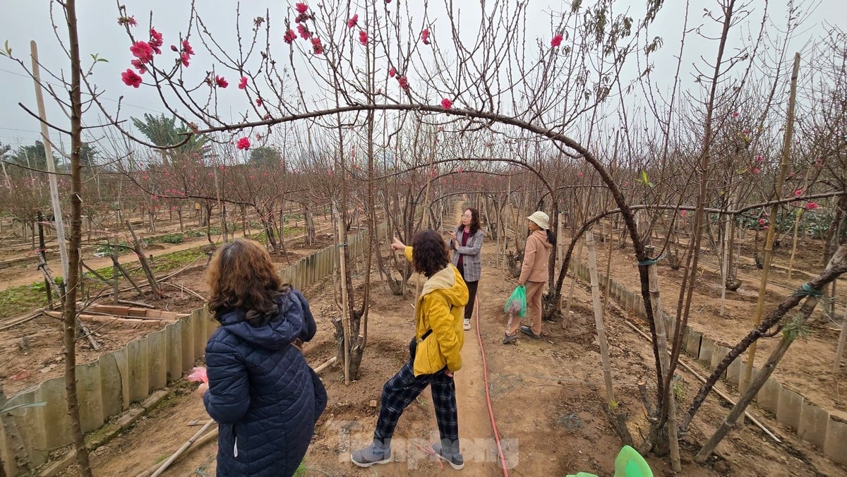 Hanoi: Las flores de durazno de Nhat Tan aumentan drásticamente de precio, incluso con millones de dongs, todavía es difícil comprarlas. Foto 6