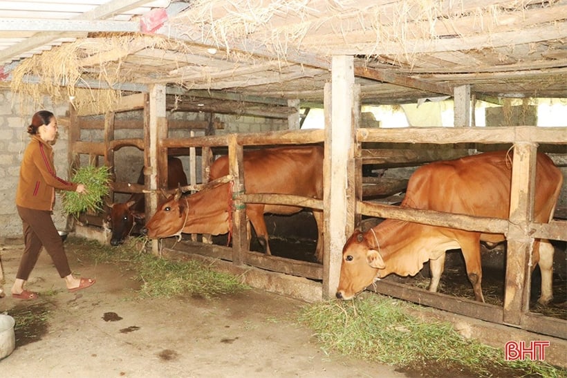 People in the mountainous area of ​​Vu Quang worry about keeping their livestock warm.