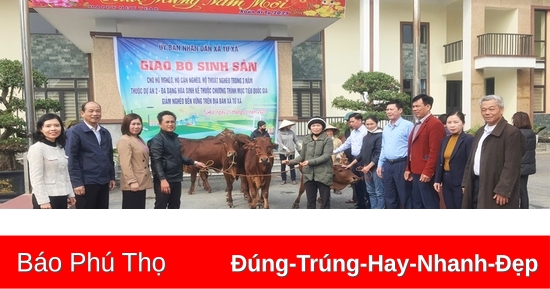 Bàn giao bò giống sinh sản cho hộ nghèo, cận nghèo tại Lâm Thao