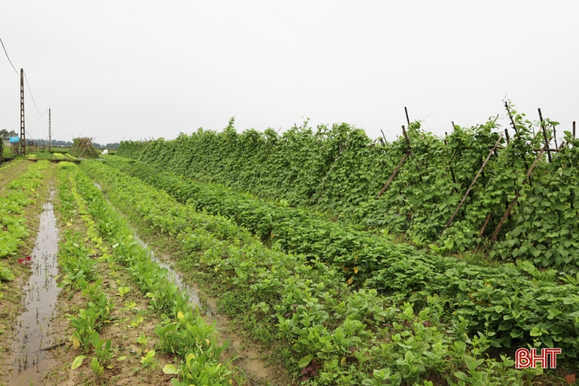 Profitant du temps sec, les agriculteurs de Ha Tinh restent dans leurs champs pour produire la récolte d'hiver.