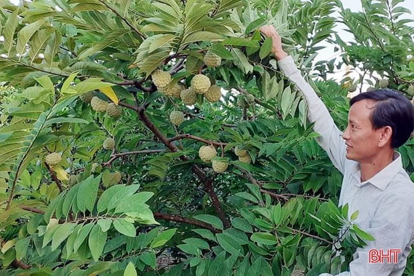 Lộc Hà chú trọng phát triển sản xuất vùng ven chân núi Hồng Lĩnh