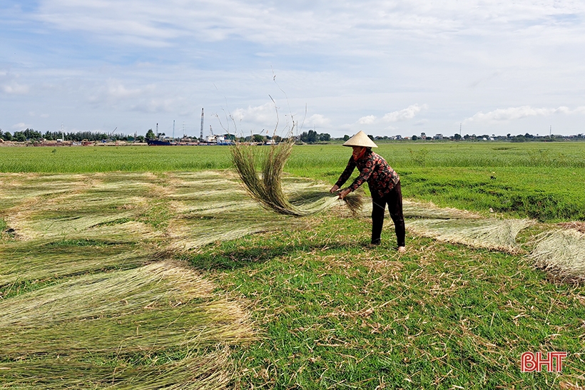 Vụ cói kém vui của người dân “ốc đảo Hồng Lam