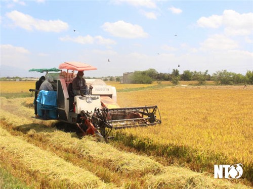 NTO - Les agriculteurs de Thuan Nam ont une bonne récolte de riz d'hiver