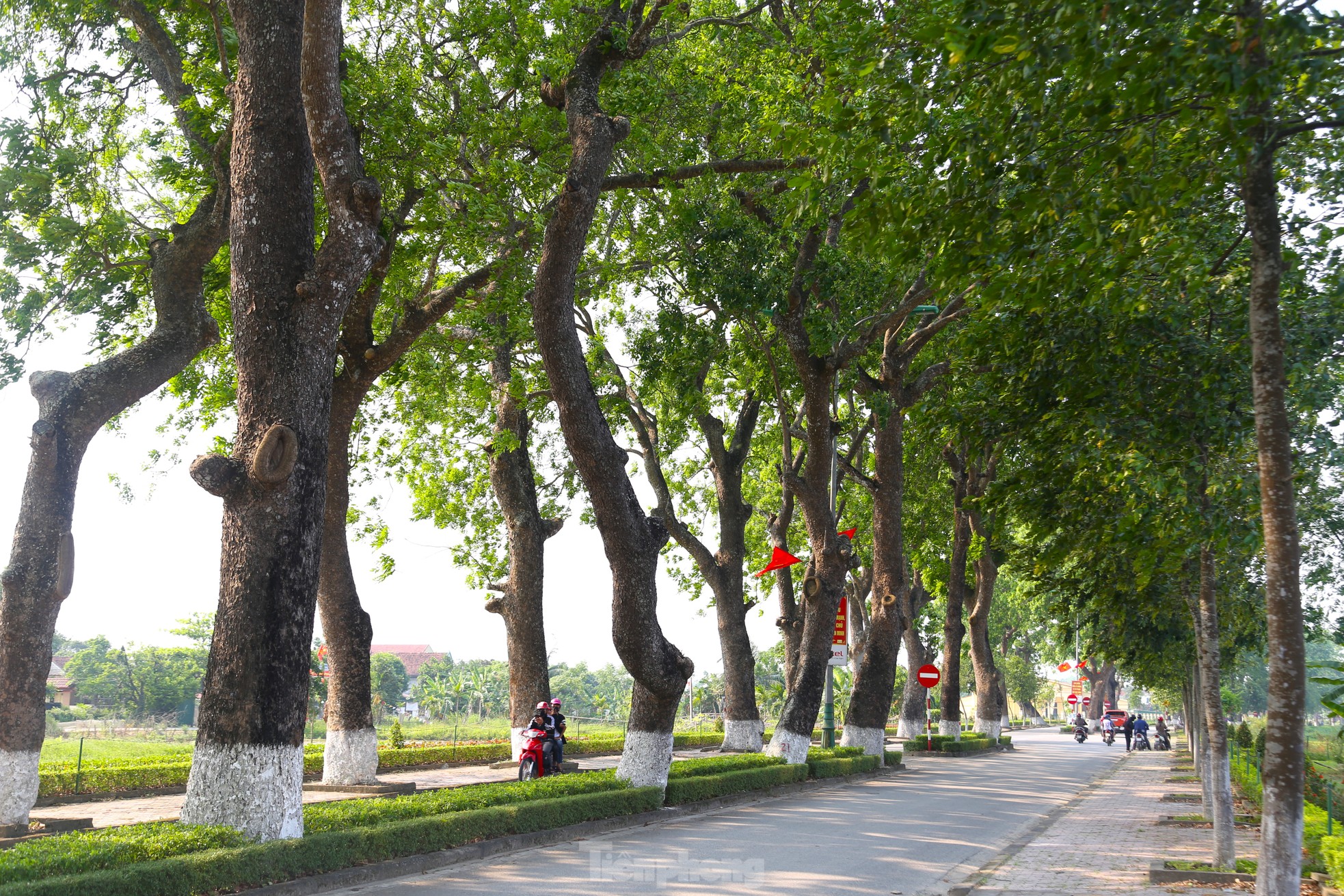 Des rangées vertes d'arbres d'acajou centenaires sur le chemin de la ville natale de l'oncle Ho