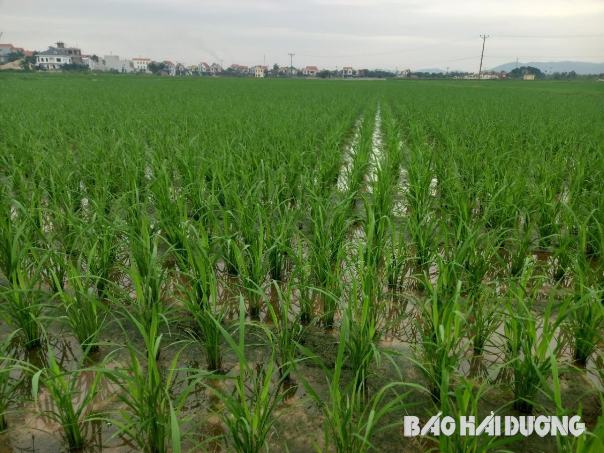 a3-ruong-lua-duoc-cham-bon-bang-cong-nghe-sinh-hoc..jpg