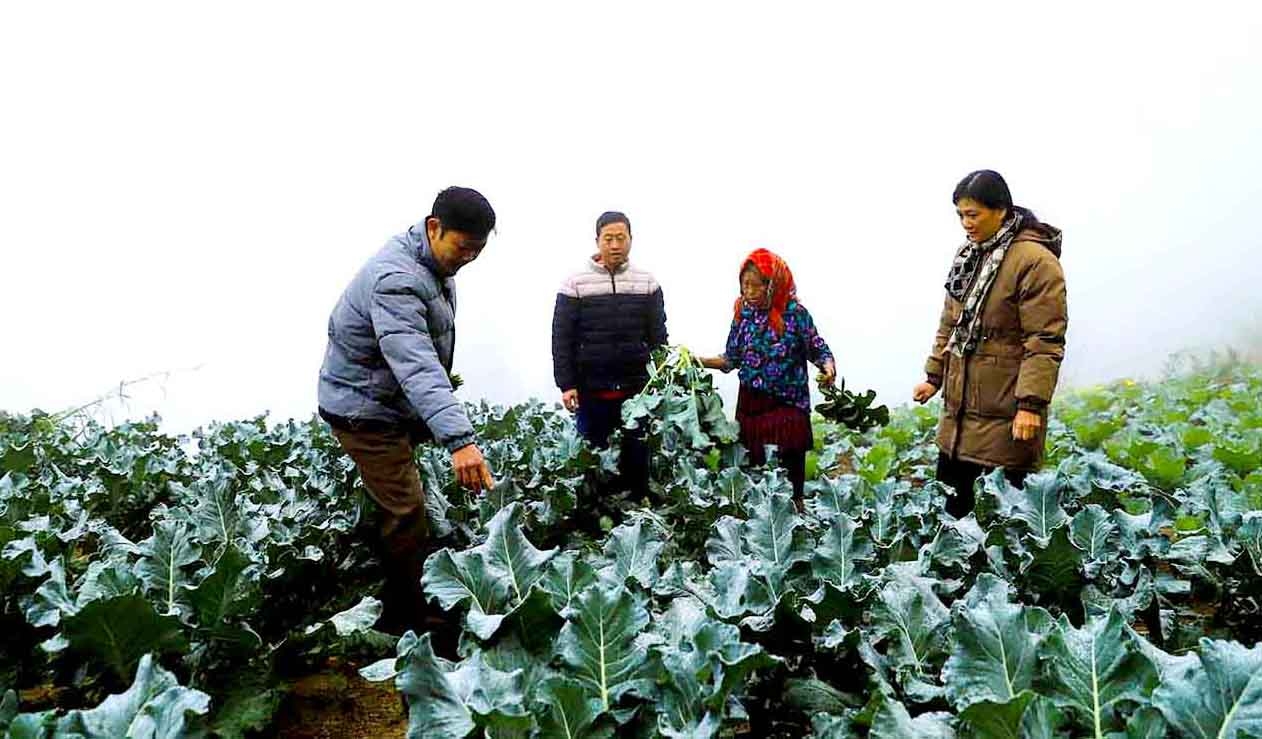 Los líderes del Departamento Distrital de Agricultura y Desarrollo Rural inspeccionaron el progreso de la producción de cultivos de invierno en la comuna de Thanh Tin.