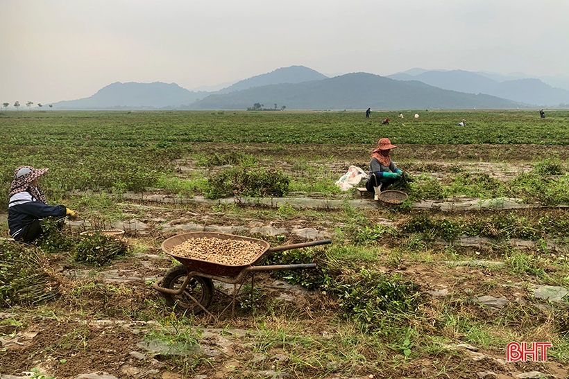 Nông dân Nghi Xuân “vượt rét” thu hoạch lạc thu đông