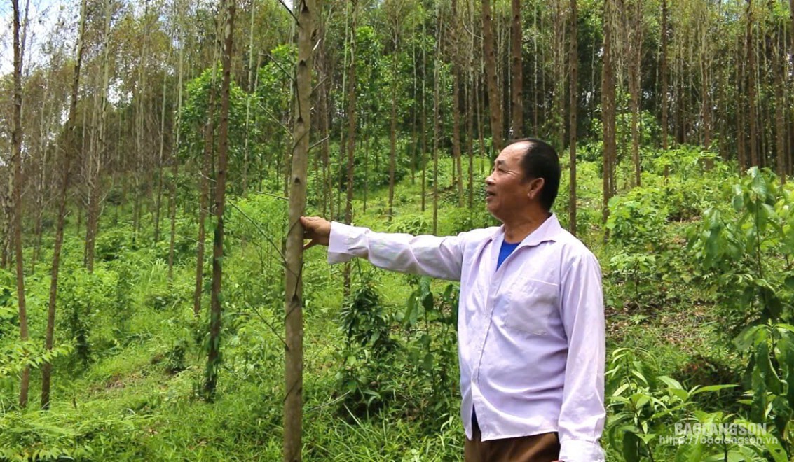 Los habitantes de la comuna de Van Nham, distrito de Huu Lung, cuidan los árboles de eucalipto.