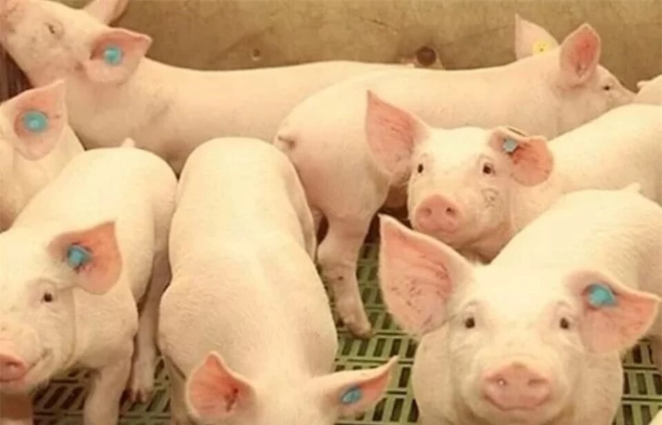 Prix ​​du porc au 4 octobre 2024 : Légère hausse dans le Sud