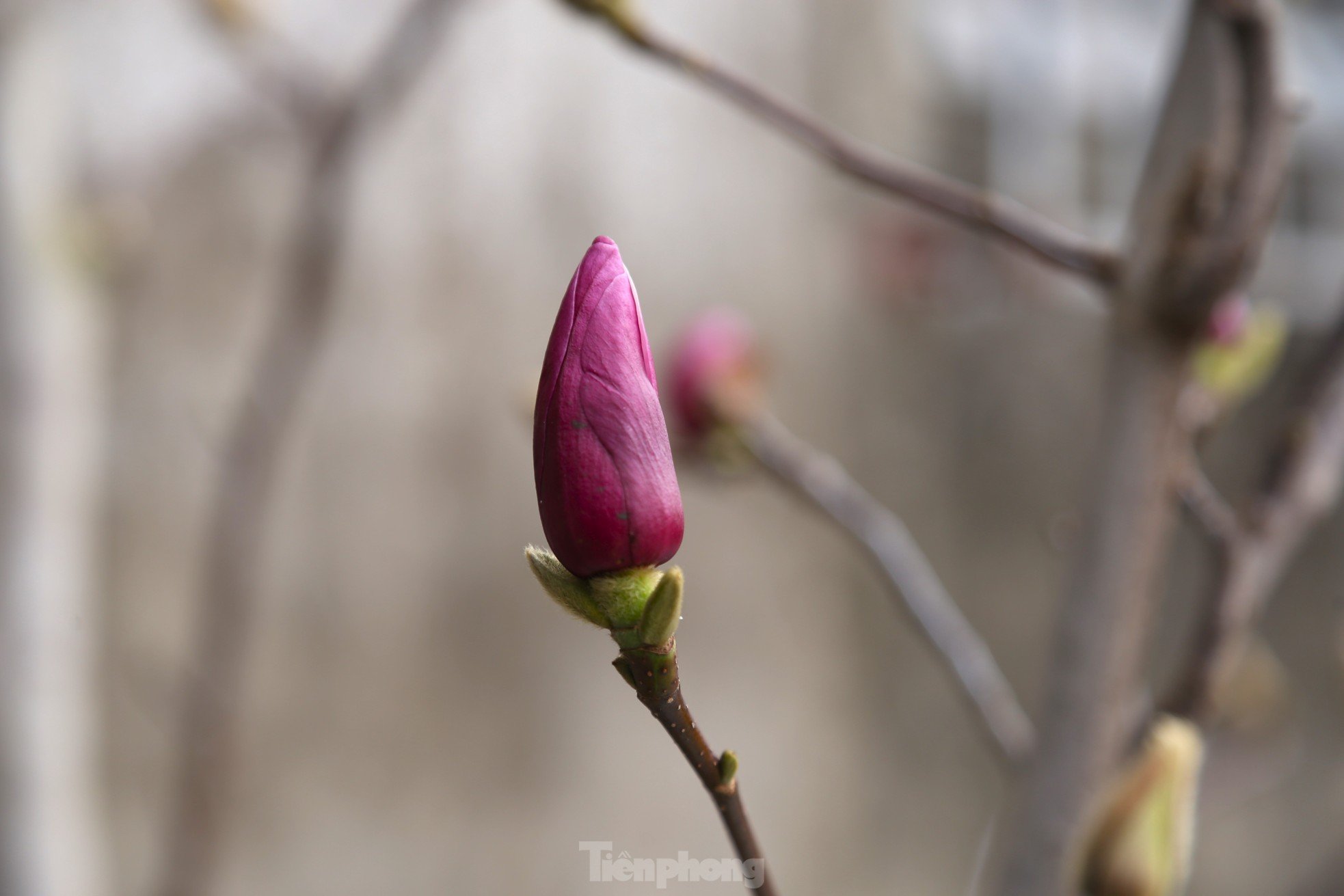 Les fleurs avec des tiges comme du bois de chauffage sec, dont le prix s'élève à des millions de dongs, sont recherchées pour le Têt, photo 3